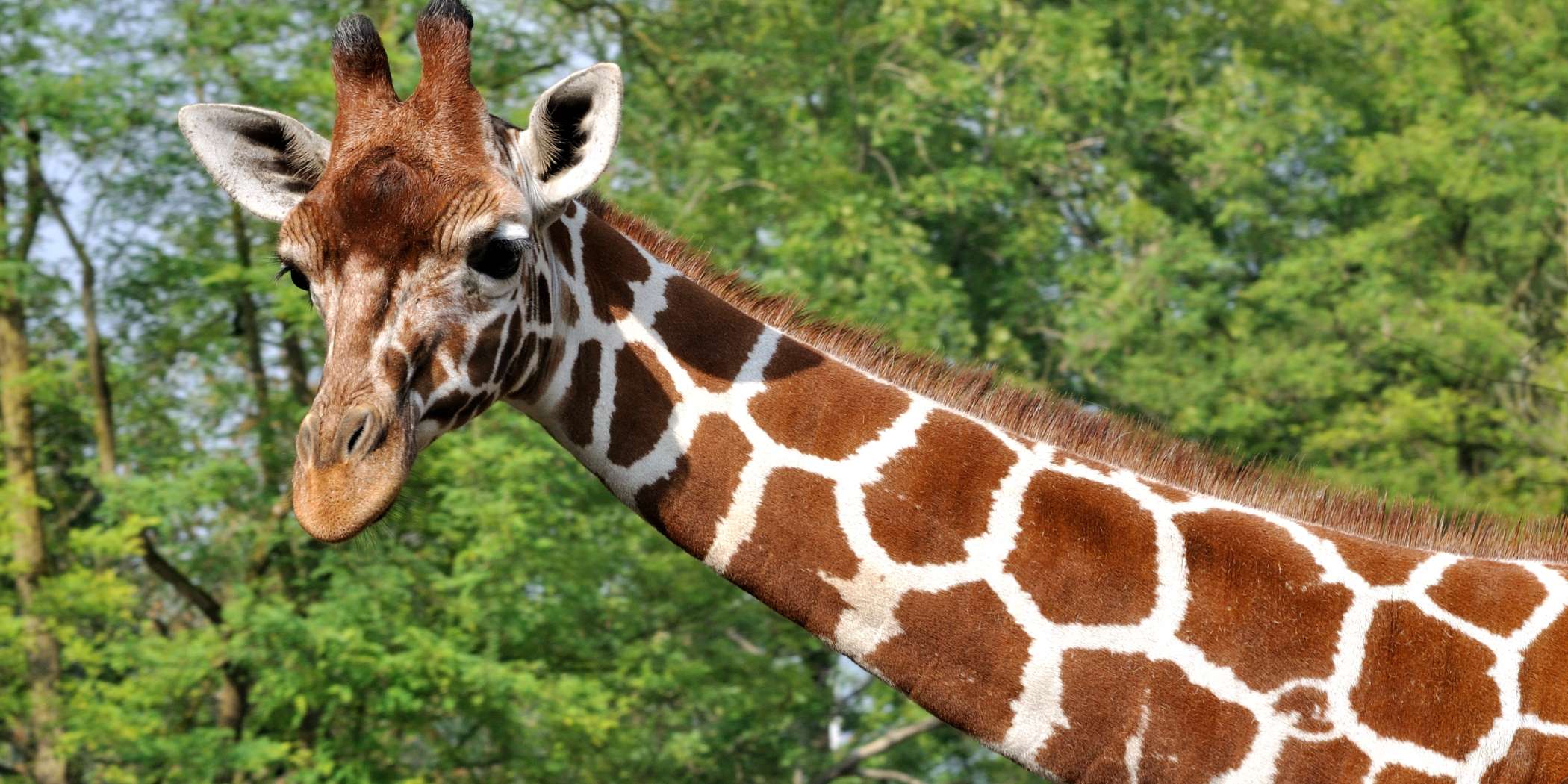 Giraffa Camelopardalis Reticulata Qtl11
